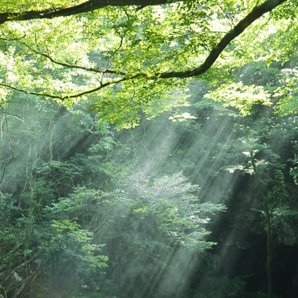 Zen_Background_15 Background image of forest with sun light