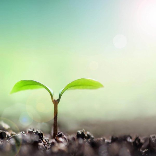 Zen_Background_16 Background image of bud